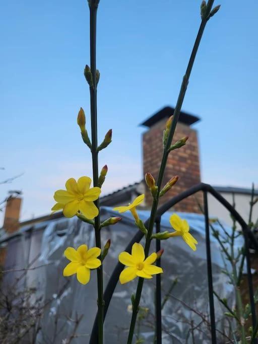 Haus Am Walde * Mullrose