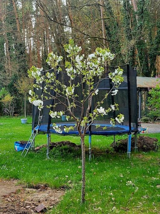 Haus Am Walde * Mullrose